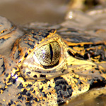 Eye of the caiman